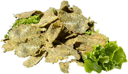 Lettuce chips with fresh lettuce, cut out on a transparent background