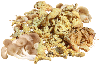Mushroom chips with fresh oyster mushrooms, cut out on a transparent background